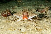 Redlip batfish (Ogcocephalus porrectus) Cocos Island National Park, Costa Rica, East Pacific Ocean