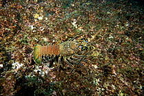 Spiny lobster (Panulirus penicillatus) Cocos Island National Park, Costa Rica, East Pacific Ocean