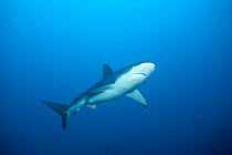Galapagos shark (Carcharhinus galapagensis) Cocos Island National Park, Costa Rica, East Pacific Ocean