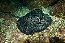Marbled ray (Taeniurops meyeni) Cocos Island National Park,  Costa Rica, East Pacific Ocean