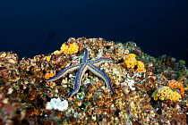 Blue sea star (Phataria unifascialis) Cocos Island National Park, Costa Rica, East Pacific Ocean