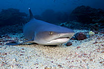 Whitetip reef shark (Triaenodon obesus) Cocos Island National Park, Costa Rica, East Pacific Ocean