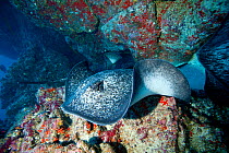 Marbled ray (Taeniura meyeni) Cocos Island National Park,  Costa Rica, East Pacific Ocean