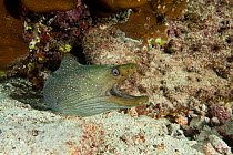 Green moray (Gymnothorax castaneus) Cocos Island  National Park, Costa Rica, East Pacific Ocean
