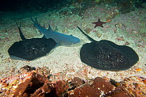 Whitetip reef shark (Triaenodon obesus) resting close to Marbled ray (Taeniura meyeni) Cocos Island National Park,  Costa Rica, East Pacific Ocean