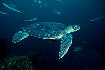 Green sea turtles (Chelonia mydas) Cocos Island National Park, Costa Rica, East Pacific Ocean