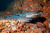 Whitetip reef sharks (Triaenodon obesus) two resting, Cocos Island National Park, Costa Rica, East Pacific Ocean