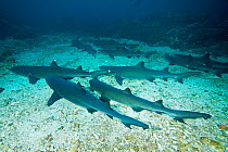 Whitetip reef shark, Triaenodon obesus, resting, Cocos Island, National Park, Natural World Heritage Site, Costa Rica, East Pacific Ocean