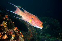 Mexican hogfish (Bodianus diplotaenia) Cocos Island  National Park, Costa Rica, East Pacific Ocean