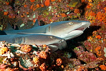 Whitetip reef shark (Triaenodon obesus) resting, Cocos Island National Park, Natural World Heritage Site, Costa Rica, East Pacific Ocean