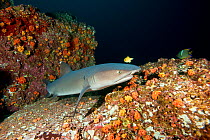 Whitetip reef shark (Triaenodon obesus) Cocos Island National Park, Costa Rica, East Pacific Ocean