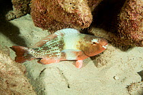 Bicolor parrotfish (Scarus rubroviolaceus) Cocos Island  National Park, Costa Rica, East Pacific Ocean