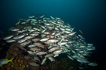 Shoal of Whipper snapper (Lutjanus jordani) Cocos Island National Park, Costa Rica, East Pacific Ocean
