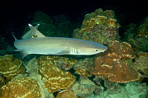 Whitetip reef shark (Triaenodon obesus) Cocos Island National Park, Costa Rica, East Pacific Ocean