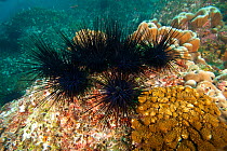 Crowned urchin (Centrostephanus coronatus) Cocos Island National Park, Costa Rica, East Pacific Ocean