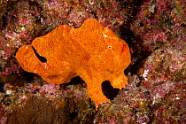 Giant frogfish (Antennarius commerson) Cocos Island National Park, Costa Rica, East Pacific Ocean