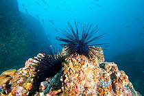 Crowned urchin (Centrostephanus coronatus) Cocos Island National Park,  Costa Rica, East Pacific Ocean