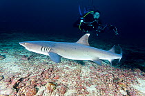 Scuba diver and Whitetip reef shark (Triaenodon obesus) Cocos Island National Park, Natural World Heritage Site, Costa Rica, East Pacific Ocean. September 2012.