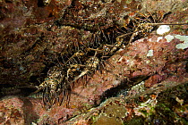 Spiny lobster (Panulirus penicillatus) inside a crevice, Cocos Island National Park, Costa Rica, East Pacific Ocean