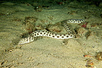 Tiger snake eel (Myrichthys tigrinus) Cocos Island National Park, Costa Rica, East Pacific Ocean.
