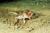 Redlip batfish (Ogcocephalus porrectus) on seafloor, Cocos Island National Park, Costa Rica, East Pacific Ocean