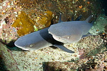 Whitetip reef sharks (Triaenodon obesus) resting on the bottom, Cocos Island National Park, Costa Rica, East Pacific Ocean