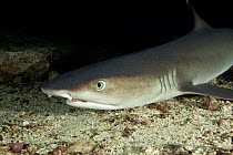 Whitetip reef shark (Triaenodon obesus) portrait, Cocos Island National Park, Costa Rica, East Pacific Ocean