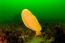 Fleshy sea pen (Ptilosarcus gurneyi) Vancouver Island, British Columbia, Canada, Pacific Ocean
