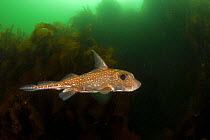 Spotted ratfish (Hydrolagus colliei) Vancouver Island, British Columbia, Canada, Pacific Ocean