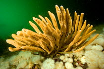 Finger sponge (Isodictya quatsinoensis) Vancouver Island, British Columbia, Canada, Pacific Ocean