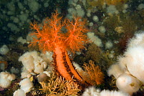 Orange sea cucumber (Cucumaria miniata) and anemone, (Metridium senile) Vancouver Island, British Columbia, Canada, Pacific Ocean