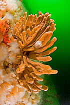 Finger sponge (Isodictya quatsinoensis)  Vancouver Island, British Columbia, Canada, Pacific Ocean