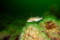 Kelp greenling (Hexagrammos decagrammus) Vancouver Island, British Columbia, Canada, Pacific Ocean