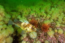 Quillback rockfish (Sebastes maliger) with a fish in the mouth, Vancouver Island, British Columbia, Canada, Pacific Ocean