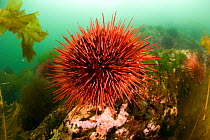 Giant red sea urchin (Strongylocentrotus franciscanus) Vancouver Island, British Columbia, Canada, Pacific Ocean