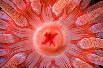 Detail of the mouth of Crimson anemone (Cribrinopsis fernaldi) Vancouver Island, British Columbia, Canada, Pacific Ocean
