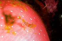 Clown shrimp (Lebbeus grandimanus) on Crimson anemone (Cribrinopsis fernaldi) British Columbia, Canada, Pacific Ocean
