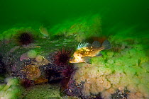 Quillback rockfish (Sebaster maliger) Vancouver Island, British Columbia, Canada, Pacific Ocean