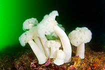 White-plumed anemone (Metridium senile) Vancouver Island, British Columbia, Canada, Pacific Ocean