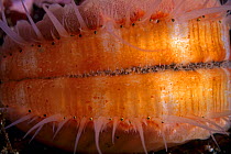Pacific pink scallop (Chlamys rubida) close up, Vancouver Island, British Columbia, Canada, Pacific Ocean