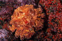 Puget Sound king crab (Lopholithodes mandtii) Vancouver Island, British Columbia, Canada, Pacific Ocean
