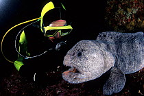 Scuba diver and Wolf eel (Anarrhichthys ocellatus) Vancouver Island, British Columbia, Canada, Pacific Ocean