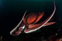 Pacific octopus (Octopus dofleini) Vancouver Island, British Columbia, Canada, Pacific Ocean