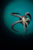 Pacific octopus (Octopus dofleini) Vancouver Island, British Columbia, Canada, Pacific Ocean