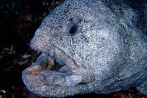 Wolf eel (Anarrhichthys ocellatus) Vancouver Island, British Columbia, Canada, Pacific Ocean