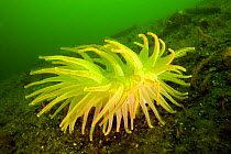 Giant green anemone (Anthopleura xanthogrammica) Vancouver Island, British Columbia, Canada, Pacific Ocean