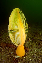 Fleshy sea pen (Ptilosarcus gurneyi) Vancouver Island, British Columbia, Canada, Pacific Ocean