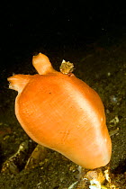 Pacific sea peach (Halocynthia aurantium) Vancouver Island, British Columbia, Canada, Pacific Ocean