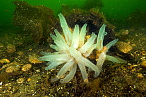 Glassy sea squirt (Ascidia paratropa) Vancouver Island, British Columbia, Canada, Pacific Ocean.