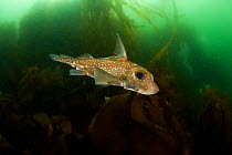 Spotted ratfish (Hydrolagus colliei) Vancouver Island, British Columbia, Canada, Pacific Ocean.